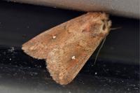 Mythimna albipuncta
