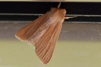 Mythimna pallens