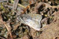 Metaxmeste phrygialis