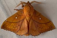 Odonestis pruni