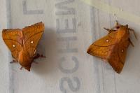 Odonestis pruni