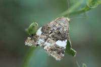 Tyta luctuosa