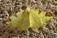 Opisthograptis luteolata