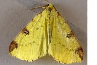 Opisthograptis luteolata