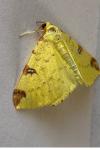 Opisthograptis luteolata