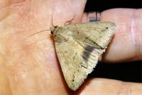 Clytie illunaris