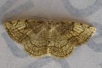 Stegania trimaculata