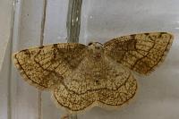 Stegania trimaculata