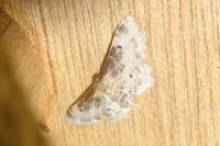 Idaea filicata