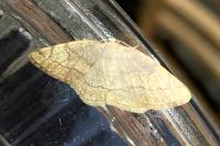 Stegania trimaculata