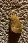 Lasiocampa quercus quercus