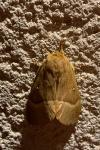 Lasiocampa quercus quercus