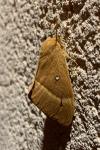 Lasiocampa quercus quercus