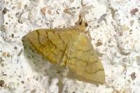 Anania verbascalis