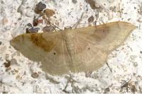 Idaea degeneraria
