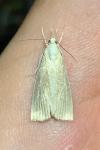 Calamotropha paludella