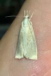 Calamotropha paludella