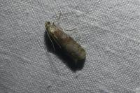 Phycita roborella