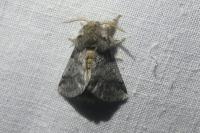 Thaumetopoea processionea