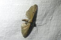Eupithecia gr. absinthiata