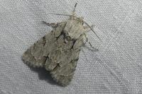 Acronicta psi/tridens