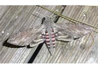 Agrius convolvuli