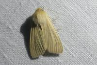 Mythimna pallens