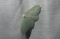 Campaea margaritaria