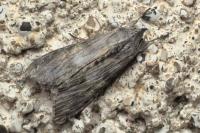 Cucullia xeranthemi