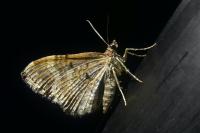 Xanthorhoe spadicearia/ferrugata