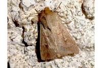 Mythimna ferrago