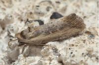 Epimecia ustula