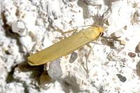 Indalia pygmaeola pallifrons