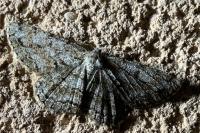 Hypomecis roboraria