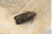 Agrotis segetum