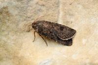 Agrotis segetum