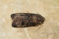 Agrotis segetum