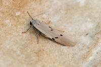 Pelosia muscerda
