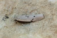 Pelosia muscerda