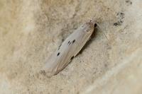 Pelosia muscerda