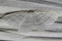 Cabera pusaria