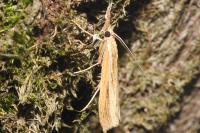 Agriphila tristella