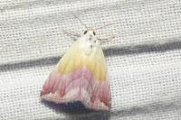 Eublemma purpurina