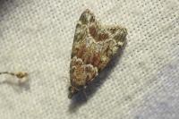 Eudonia mercurella