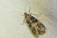 Euzophera pinguis