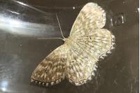 Scopula tessellaria