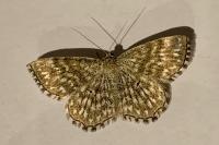 Scopula tessellaria
