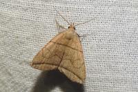 Herminia grisealis