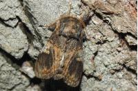 Notodonta tritophus