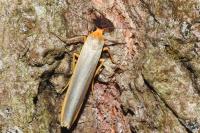 Manulea complana